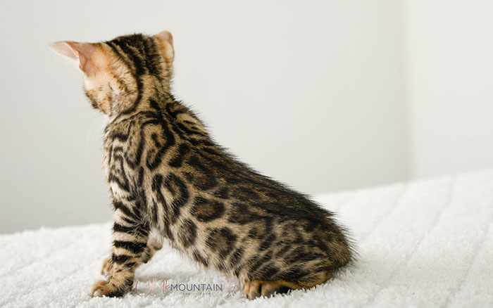 Bengal kitten for sale